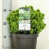 Kogelspar (Picea Glauca 'Alberta Globe') 14 Kogelspar (Picea Glauca 'Alberta Globe') -Groene Boom Winkel picea glauca alberta globe zomer c3 m
