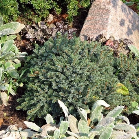 Dwergspar (Picea Glauca 'Echiniformis') 4 Dwergspar (Picea Glauca 'Echiniformis') - Afbeelding 4