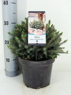 Dwergspar (Picea Glauca 'Echiniformis') 6 Dwergspar (Picea Glauca 'Echiniformis') -Groene Boom Winkel picea glauca echiniformis zomer c3 m