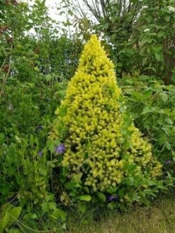 Witte Alberta Spar (Picea Glauca 'J.W. Daisy's White') -Groene Boom Winkel picea glauca j.w. daisy s white