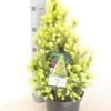 Witte Alberta Spar (Picea Glauca 'J.W. Daisy's White') -Groene Boom Winkel picea glauca j.w. daisy s white zomer c3 m