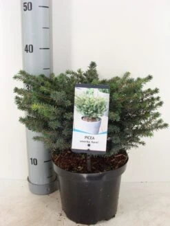 Servische Spar (Picea Omorika 'Karel') -Groene Boom Winkel picea omorika karel winter c3 m 1
