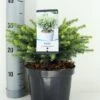 Servische Spar (Picea Omorika 'Karel') -Groene Boom Winkel picea omorika karel zomer c3 m