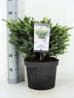 Servische Spar (Picea Omorika 'Karel') -Groene Boom Winkel picea omorika karel zomer c5 m 1