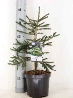 Kaukasische Spar (Picea Orientalis 'Aureospicata') 10 Kaukasische Spar (Picea Orientalis 'Aureospicata') -Groene Boom Winkel picea orientalis aureospicata winter c3 m