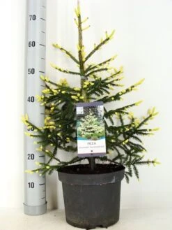 Kaukasische Spar (Picea Orientalis 'Aureospicata') 11 Kaukasische Spar (Picea Orientalis 'Aureospicata') -Groene Boom Winkel picea orientalis aureospicata zomer c5 m
