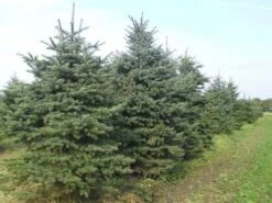 Blauwspar (Picea Pungens 'Glauca') -Groene Boom Winkel picea p glauca 300 350