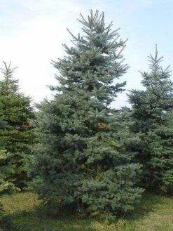Blauwspar (Picea Pungens 'Glauca') -Groene Boom Winkel picea p glauca 300 350 1