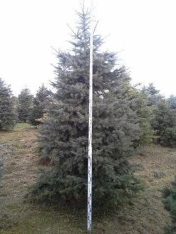 Blauwspar (Picea Pungens 'Glauca') -Groene Boom Winkel picea p glauca 350