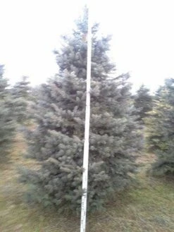 Blauwspar (Picea Pungens 'Glauca') -Groene Boom Winkel picea p glauca 350 1