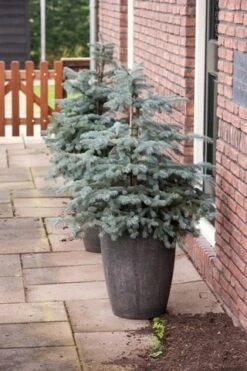 Noorse Blauwspar (Picea Pungens 'Erich Frahm') -Groene Boom Winkel picea pungens erich frahm 1