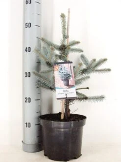 Noorse Blauwspar (Picea Pungens 'Erich Frahm')