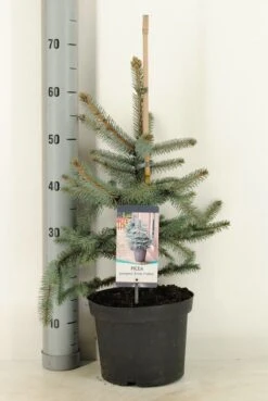 Noorse Blauwspar (Picea Pungens 'Erich Frahm') -Groene Boom Winkel picea pungens erich frahm c5 m