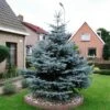 Blauwspar (Picea Pungens 'Glauca') -Groene Boom Winkel picea pungens glauca