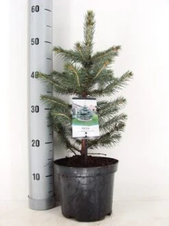 Blauwspar (Picea Pungens 'Glauca') -Groene Boom Winkel picea pungens glauca c3 m