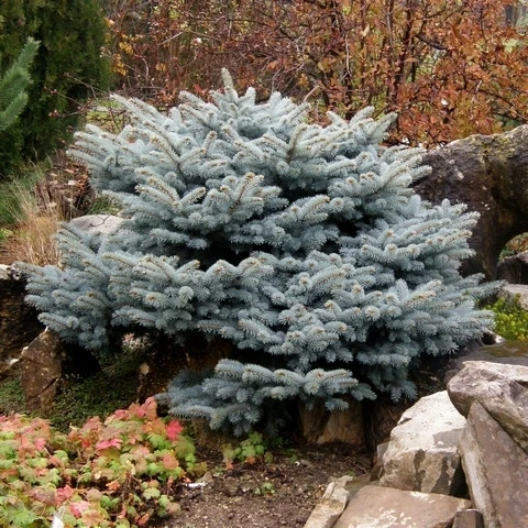 Colorado Spar (Picea Pungens 'Glauca Globosa') 6 Colorado Spar (Picea Pungens 'Glauca Globosa') - Afbeelding 6