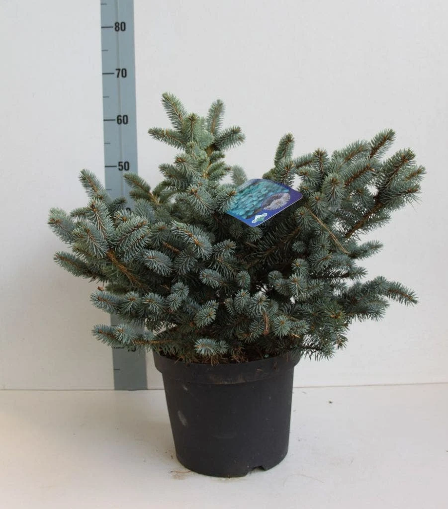 Colorado Spar (Picea Pungens 'Glauca Globosa') 2 Colorado Spar (Picea Pungens 'Glauca Globosa') - Afbeelding 2