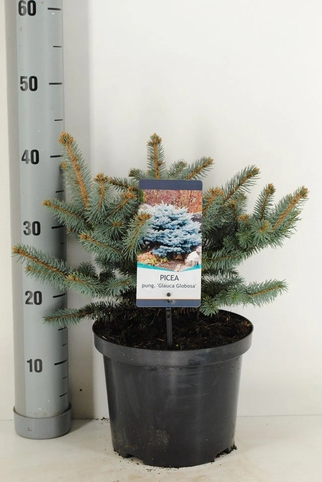 Colorado Spar (Picea Pungens 'Glauca Globosa') 5 Colorado Spar (Picea Pungens 'Glauca Globosa') - Afbeelding 5