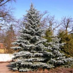 Spar (Picea Pungens 'Hoopsii') -Groene Boom Winkel picea pungens hoopsii