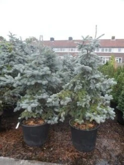 Spar (Picea Pungens 'Hoopsii') -Groene Boom Winkel picea pungens hoopsii 125 150 175 200 aanlegkwaliteit 1
