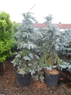 Spar (Picea Pungens 'Hoopsii') -Groene Boom Winkel picea pungens hoopsii 125 150 175 200 aanlegkwaliteit 1