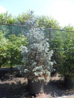 Spar (Picea Pungens 'Hoopsii') -Groene Boom Winkel picea pungens hoopsii 175 200 250