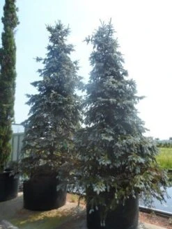 Spar (Picea Pungens 'Hoopsii') -Groene Boom Winkel picea pungens hoopsii 400 500 600 c1000
