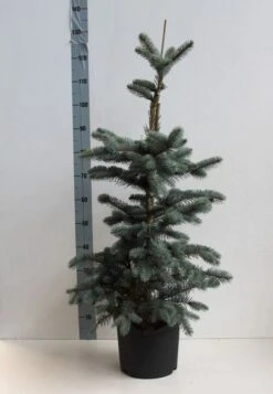 Spar (Picea Pungens 'Hoopsii') -Groene Boom Winkel picea pungens hoopsii 60 80 cm co. 7.5l kopie kopie