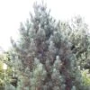 Alpenden (Pinus Cembra 'Glauca') -Groene Boom Winkel picglauc 6