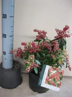 Rotsheide (Pieris Japonica 'Valley Valentine') -Groene Boom Winkel pieris valley valentine c3 maart.jpg