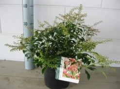 Rotsheide (Pieris Japonica 'Valley Valentine') -Groene Boom Winkel pieris valley valentine c3 november 2
