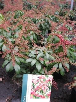 Rotsheide (Pieris Japonica 'Valley Valentine') -Groene Boom Winkel pierisjapvalleyvalentine