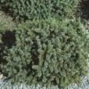 Dwergspar (Picea Glauca 'Echiniformis') -Groene Boom Winkel pigechin 1