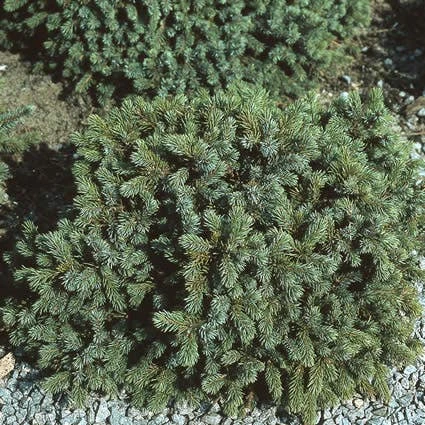 Dwergspar (Picea Glauca 'Echiniformis') 1 Dwergspar (Picea Glauca 'Echiniformis')