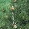 Den (Pinus Leucodermis) 21 Den (Pinus Leucodermis) -Groene Boom Winkel pileucod 8
