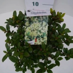 Dwergrhododendron (Rhododendron 'Princess- Anne') -Groene Boom Winkel pincess ann c2 boven