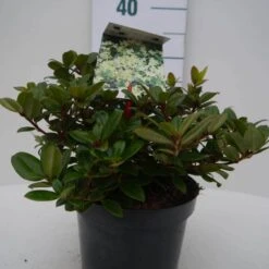 Dwergrhododendron (Rhododendron 'Princess- Anne') -Groene Boom Winkel pincess ann c2 voor