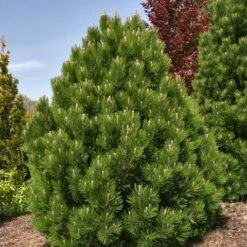Bosnische Den (Pinus Heldreichii 'Compact Gem') -Groene Boom Winkel pinus heldreichii compact gem
