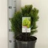 Bosnische Den (Pinus Heldreichii 'Compact Gem') -Groene Boom Winkel pinus heldreichii compact gem c3 m