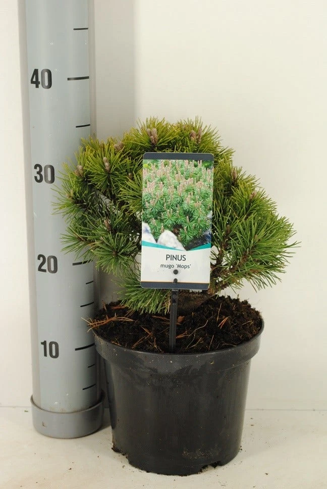 Dwerg Bergden (Pinus Mugo 'Mops') 2 Dwerg Bergden (Pinus Mugo 'Mops') - Afbeelding 2
