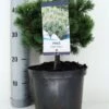 Dwerg Bergden (Pinus Mugo 'Mops') -Groene Boom Winkel pinus mugo mops c5 m 1