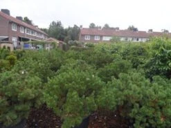 Bergden (Pinus Mugo Mughus) 15 Bergden (Pinus Mugo Mughus) -Groene Boom Winkel pinus mugo mughus diameter 100 125 150 c130