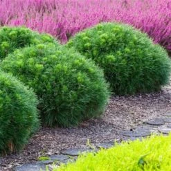 Dwerg Bergden (Pinus Mugo 'Varella') -Groene Boom Winkel pinus mugo varella