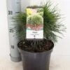 Dwerg Bergden (Pinus Mugo 'Varella') -Groene Boom Winkel pinus mugo varella c3 m