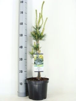 Blauwe Japanse Den (Pinus Parviflora 'Glauca') -Groene Boom Winkel pinus parviflora glauca zomer c3 m