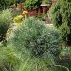 Bergden (Pinus Strobus 'Radiata') -Groene Boom Winkel pinus strobus radiata