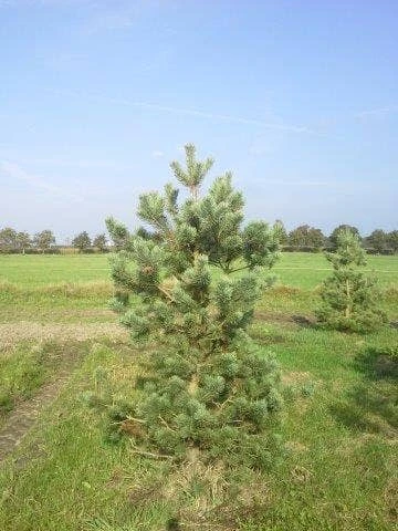 Grove Den, Solitair (Pinus Sylvestris) 9 Grove Den, Solitair (Pinus Sylvestris) - Afbeelding 9