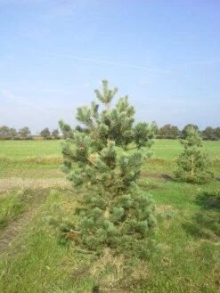 Grove Den, Solitair (Pinus Sylvestris) -Groene Boom Winkel pinus sylvestris 200