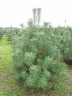 Grove Den, Solitair (Pinus Sylvestris) 21 Grove Den, Solitair (Pinus Sylvestris) -Groene Boom Winkel pinus sylvestris 200 250 1