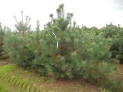 Grove Den, Solitair (Pinus Sylvestris) -Groene Boom Winkel pinus sylvestris 250 300
